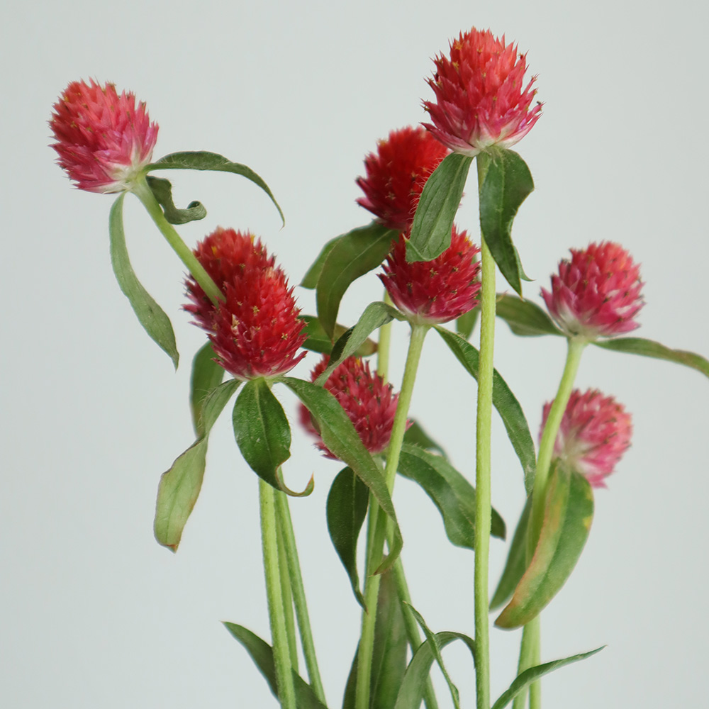 生花 千日紅 ストロベリーフィールド 赤 Ot 通販 はなどんやアソシエ 生花 千日紅 ストロベリーフィールド 赤 Ot 通販 はなどんやアソシエ