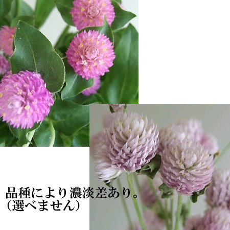 直前!!!!!】千日紅〔淡いピンク系〕※オードリーなど【生花】 - 花材