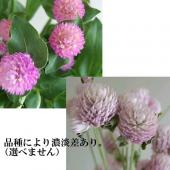 SALE 千日紅のフラワーボール リボン付き 淡色ピンク SALE 千日紅のフラワーボール リボン付き 淡色ピンク