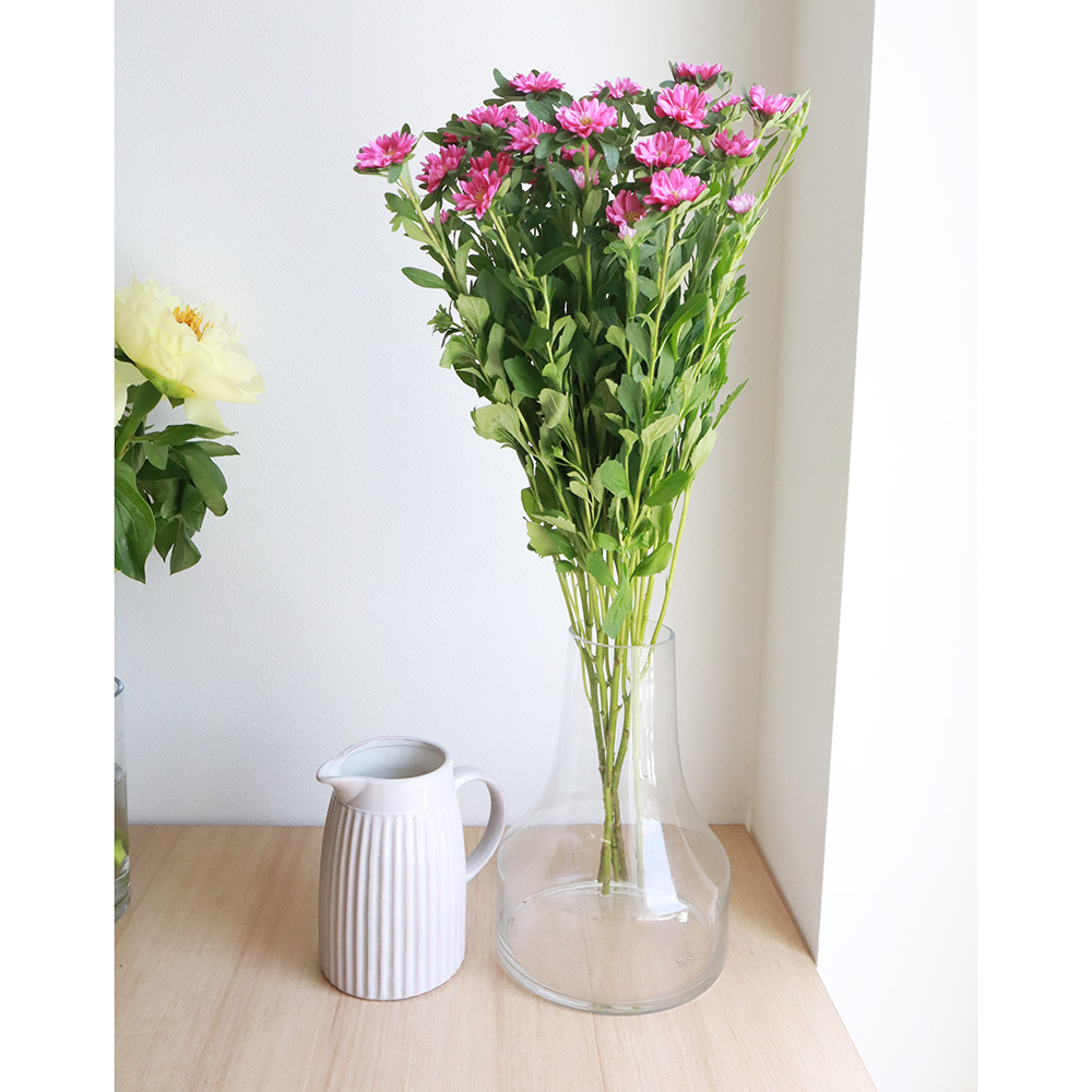 直前 アスター ピンク系 濃淡おまかせ 生花 通販 はなどんやアソシエ 直前 アスター ピンク系 濃淡おまかせ 生花 通販 はなどんやアソシエ