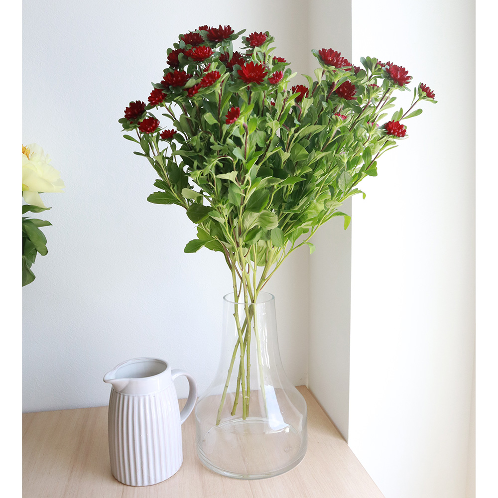 生花 アスター 赤 Ot ステラレッド ステラスカーレットなど 通販 はなどんやアソシエ 生花 アスター 赤 Ot ステラレッド ステラスカーレットなど 通販 はなどんやアソシエ