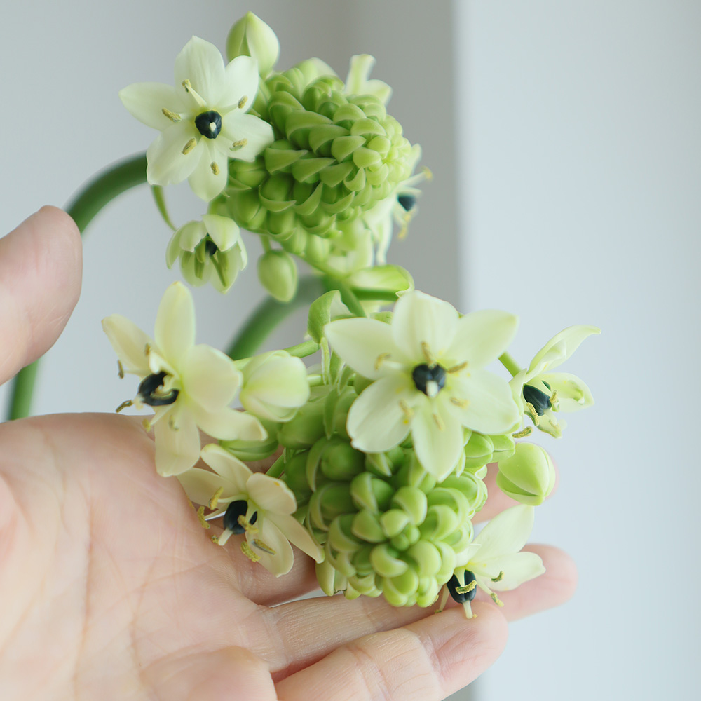 直前 オーニソガラム サンデルシー 白 商品説明をお読みください 生花 通販 はなどんやアソシエ 直前 オーニソガラム サンデルシー 白 商品説明をお読みください 生花 通販 はなどんやアソシエ