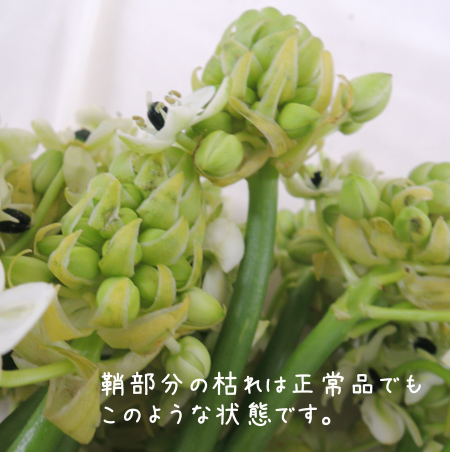 直前 オーニソガラム サンデルシー 白 商品説明をお読みください 生花 通販 はなどんやアソシエ 直前 オーニソガラム サンデルシー 白 商品説明をお読みください 生花 通販 はなどんやアソシエ
