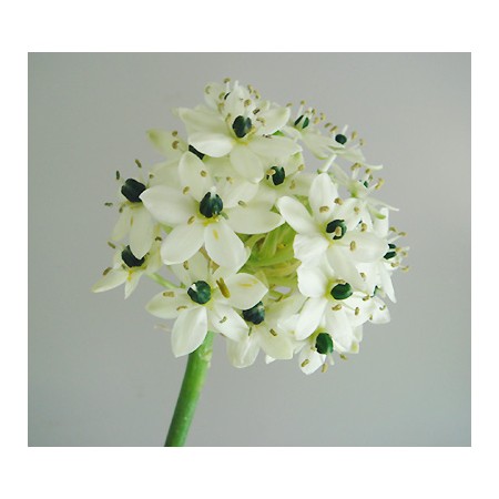 直前 オーニソガラム サンデルシー 白 商品説明をお読みください 生花 通販 はなどんやアソシエ 直前 オーニソガラム サンデルシー 白 商品説明をお読みください 生花 通販 はなどんやアソシエ