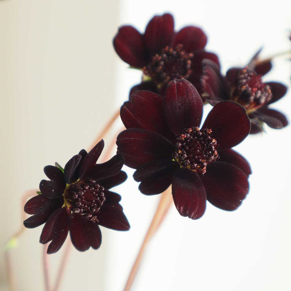 生花 チョコレートコスモス 黒 奥隆善さん 商品説明をお読みください 通販 はなどんやアソシエ 生花 チョコレートコスモス 黒 奥隆善さん 商品説明をお読みください 通販 はなどんやアソシエ