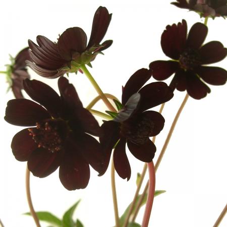 生花 チョコレートコスモス 黒 奥隆善さん 商品説明をお読みください 通販 はなどんやアソシエ 生花 チョコレートコスモス 黒 奥隆善さん 商品説明をお読みください 通販 はなどんやアソシエ
