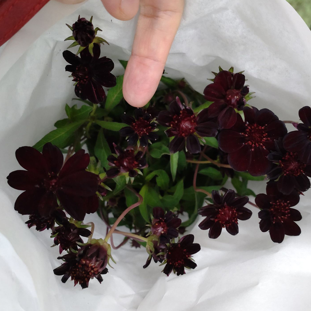 生花 チョコレートコスモス 黒 奥隆善さん 商品説明をお読みください 通販 はなどんやアソシエ 生花 チョコレートコスモス 黒 奥隆善さん 商品説明をお読みください 通販 はなどんやアソシエ