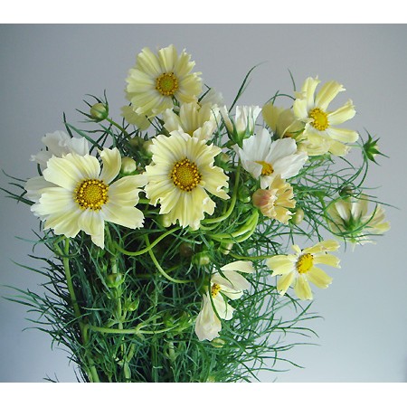 生花 折原さんのコスモス イエローキャンパス Fj 通販 はなどんやアソシエ 生花 折原さんのコスモス イエローキャンパス Fj 通販 はなどんやアソシエ