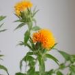 【生花】紅花(オレンジ)【OR-5】静岡県ほか