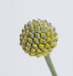 【直前】【生花】国産クラスペディア　ゴールドスティック(黄色)　40cm-【OT】