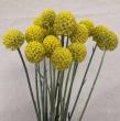 【直前】【生花】国産クラスペディア　ゴールドスティック(黄色)　40cm-【OT】