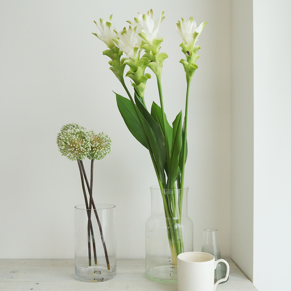 生花 クルクマ ホワイト 白 60cm程度 Jaとぴあ浜松など Ot 通販 はなどんやアソシエ 生花 クルクマ ホワイト 白 60cm程度 Jaとぴあ浜松など Ot 通販 はなどんやアソシエ