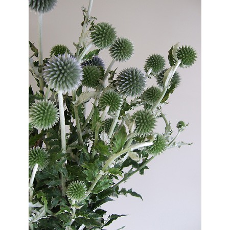 生花 ルリタマアザミ 3 4輪程度 Or 13 通販 はなどんやアソシエ 生花 ルリタマアザミ 3 4輪程度 Or 13 通販 はなどんやアソシエ