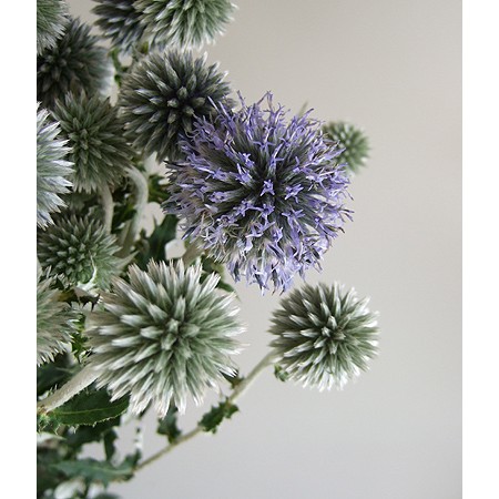 直前 ルリタマアザミ 3 4輪程度 Or 13 生花 通販 はなどんやアソシエ 直前 ルリタマアザミ 3 4輪程度 Or 13 生花 通販 はなどんやアソシエ