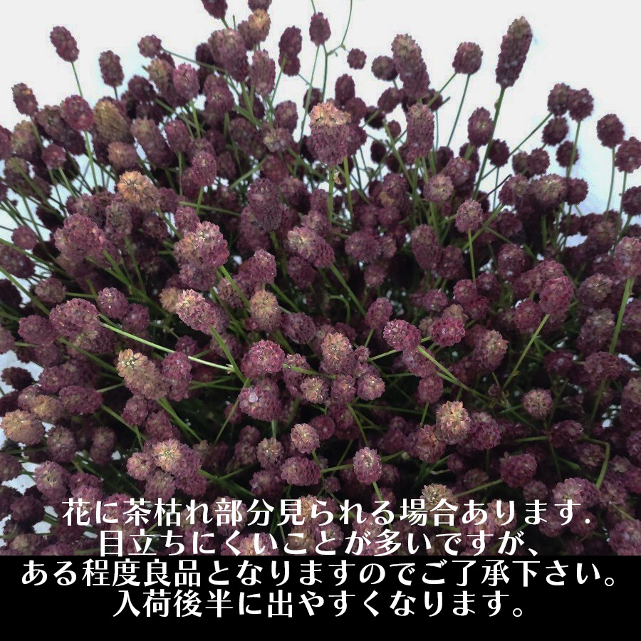 直前 ワレモコウ 2l 山形県など Ot 生花 通販 はなどんやアソシエ 直前 ワレモコウ 2l 山形県など Ot 生花 通販 はなどんやアソシエ
