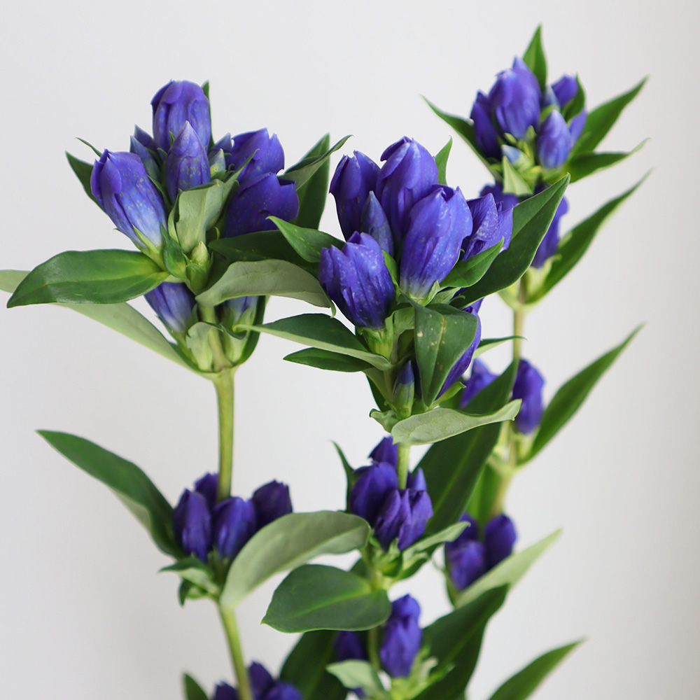 直前 リンドウ 紫 60cm Or 3 生花 通販 はなどんやアソシエ 直前 リンドウ 紫 60cm Or 3 生花 通販 はなどんやアソシエ