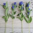 【生花】リンドウ 　マリンブルー(青) 50cm程度【FJ】熊谷園芸　ハウス促成