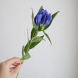 【生花】リンドウ 　マリンブルー(青) 50cm程度【FJ】熊谷園芸　ハウス促成