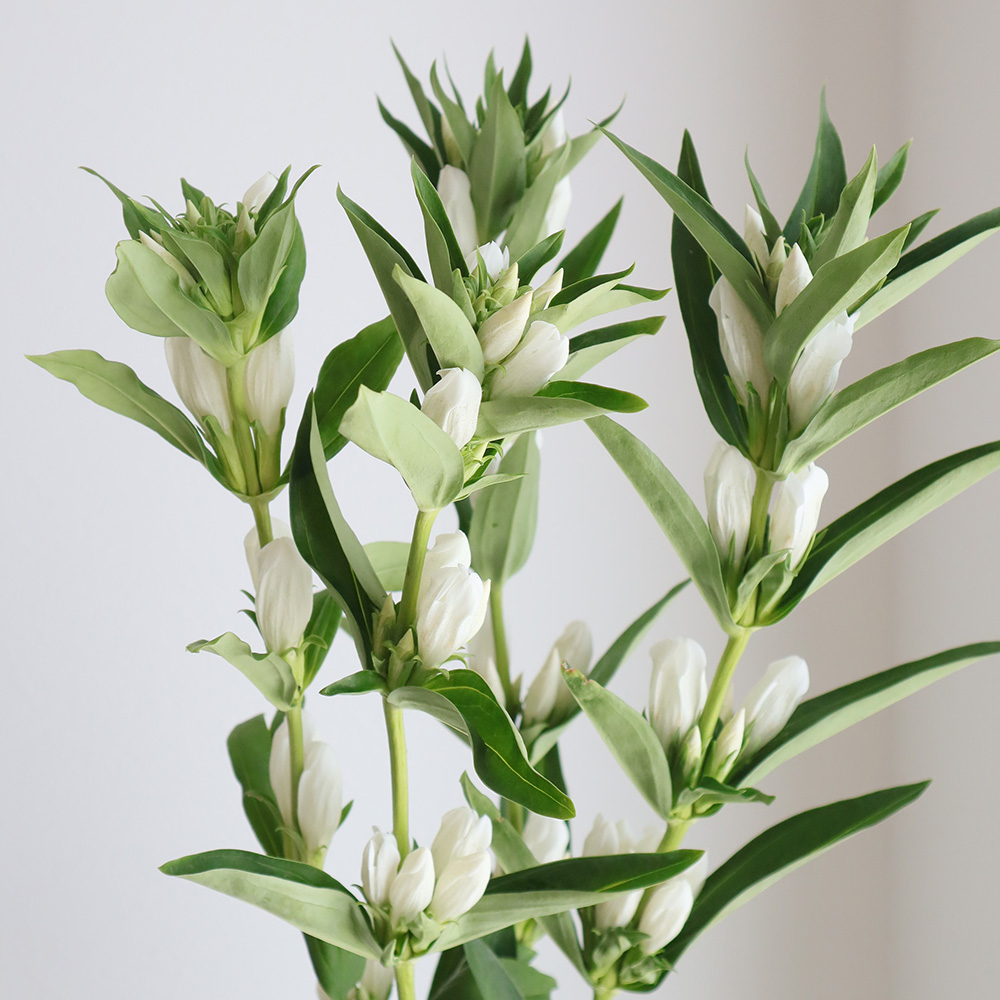 直前 リンドウ 白 60センチ Or 3 生花 通販 はなどんやアソシエ 直前 リンドウ 白 60センチ Or 3 生花 通販 はなどんやアソシエ