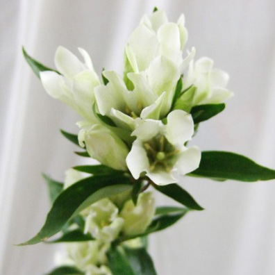 最も人気のある リンドウ 白い花 りんどう 白い花 最も人気のある リンドウ 白い花 りんどう 白い花