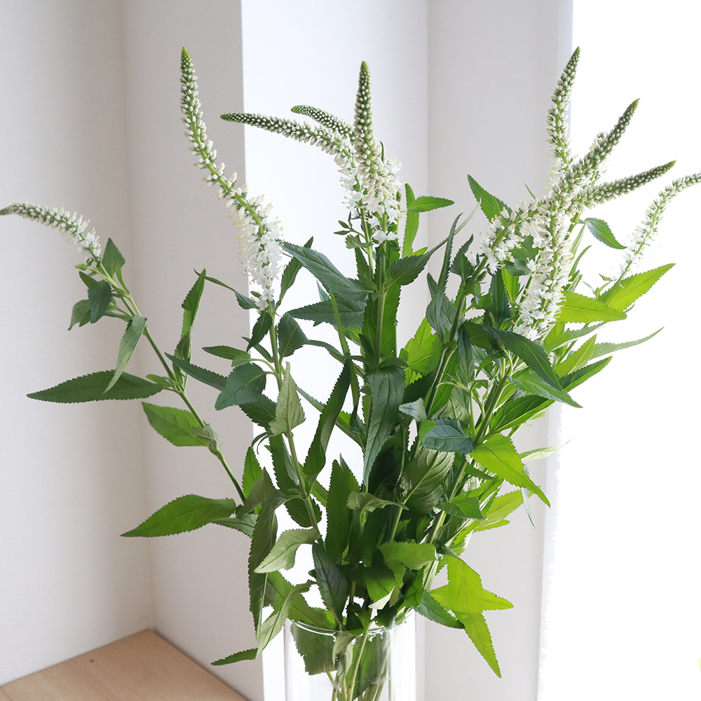 生花 ベロニカ 白 Ot 60cm程度 通販 はなどんやアソシエ 生花 ベロニカ 白 Ot 60cm程度 通販 はなどんやアソシエ