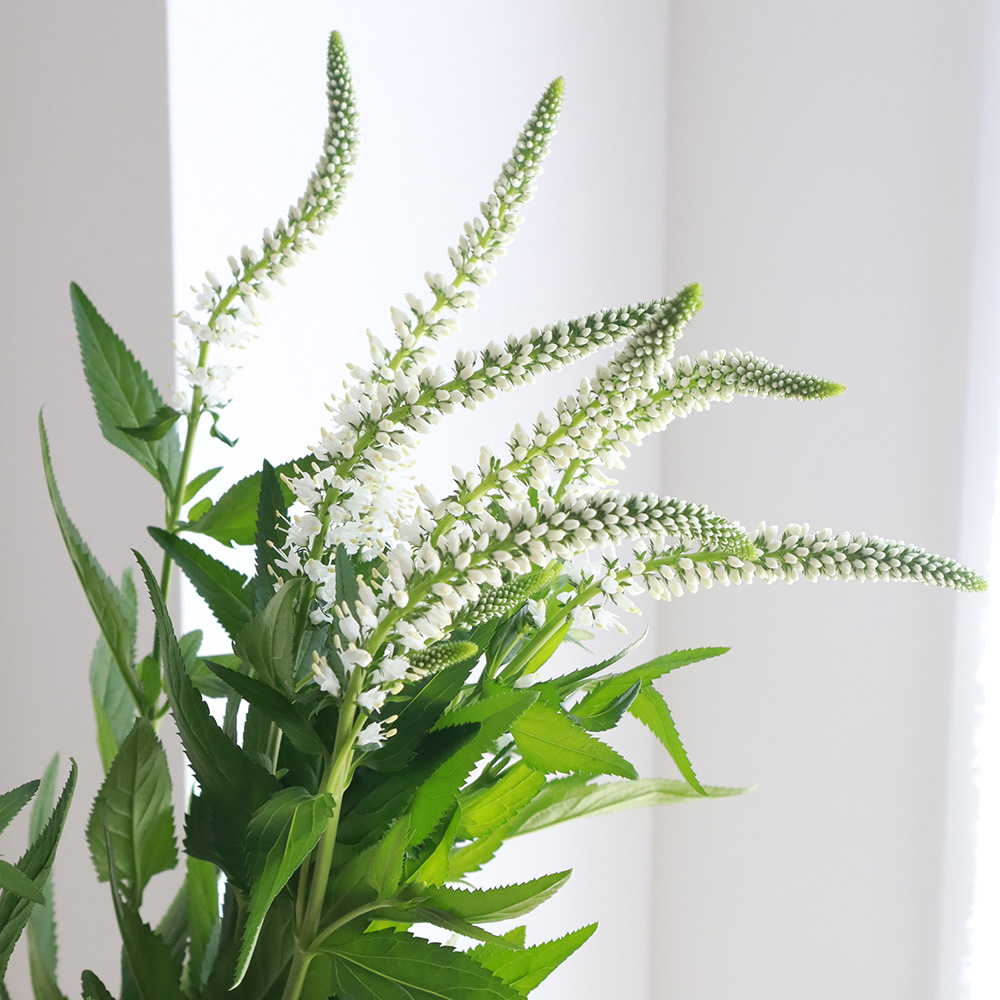 生花 ベロニカ 白 Ot 60cm程度 通販 はなどんやアソシエ 生花 ベロニカ 白 Ot 60cm程度 通販 はなどんやアソシエ