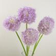 【生花】アリウム　ギガンジューム70cm程度　熊本県【早締切-71】
