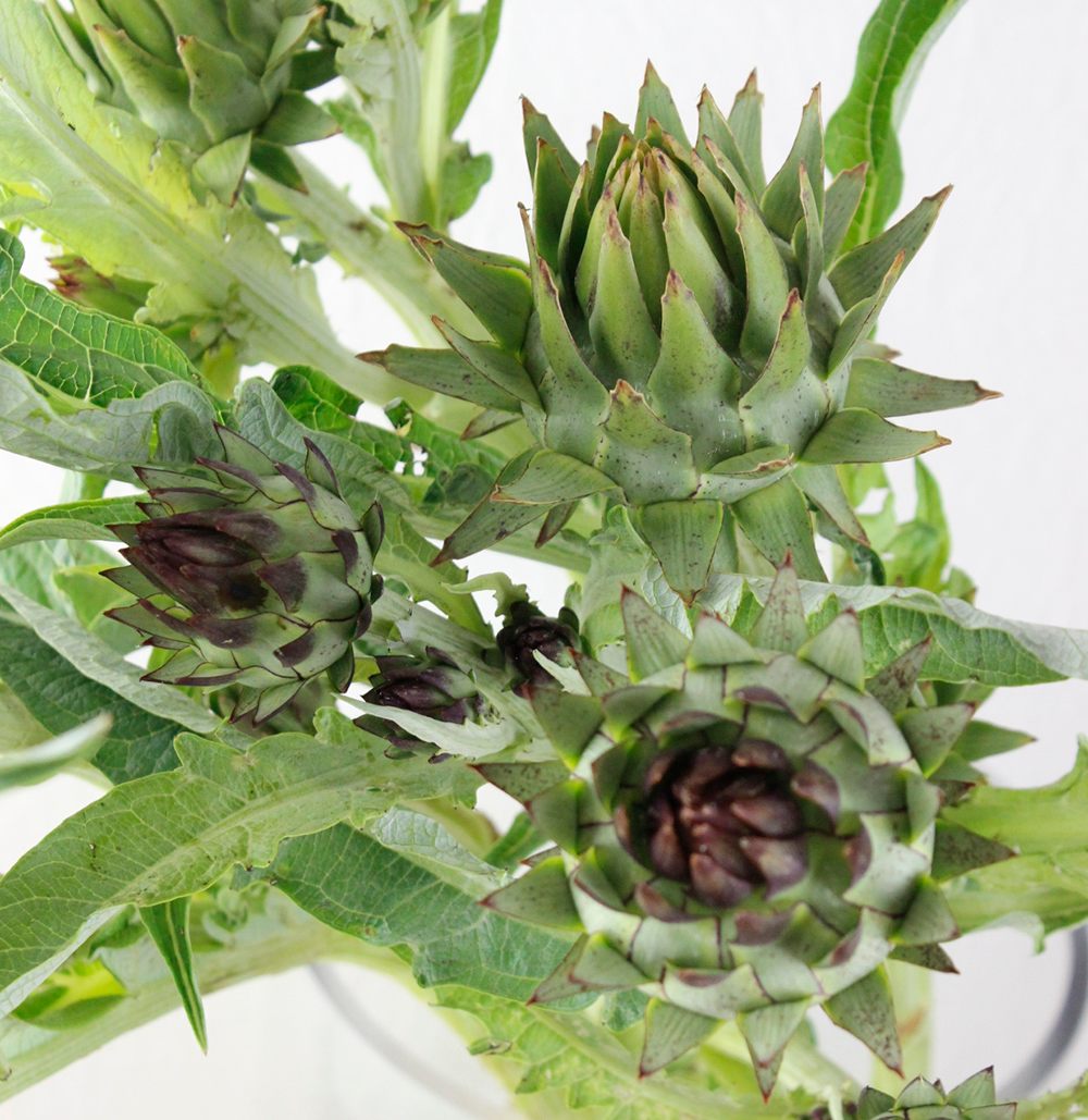 生花 アーティーチョーク カルドン 60cm 通販 はなどんやアソシエ 生花 アーティーチョーク カルドン 60cm 通販 はなどんやアソシエ