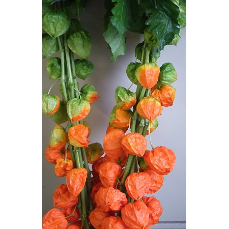 生花 全農おおいた ほおずき 特秀 通販 はなどんやアソシエ 生花 全農おおいた ほおずき 特秀 通販 はなどんやアソシエ