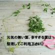 【生花】風船かずら(80cm程度)【OT】※30本単位