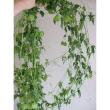 【生花】風船かずら(80cm程度)【OT】※30本単位