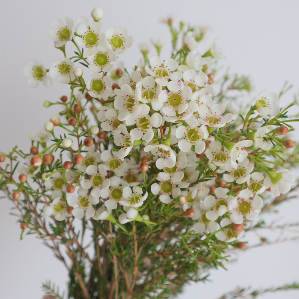 生花】ワックスフラワー(白) 輸入 50cm程度【OR-89】 - 花材通販はなど