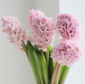 【生花】ヒヤシンス（淡ピンク系）フォンダント、チャイナピンクなど【早締切-71】
