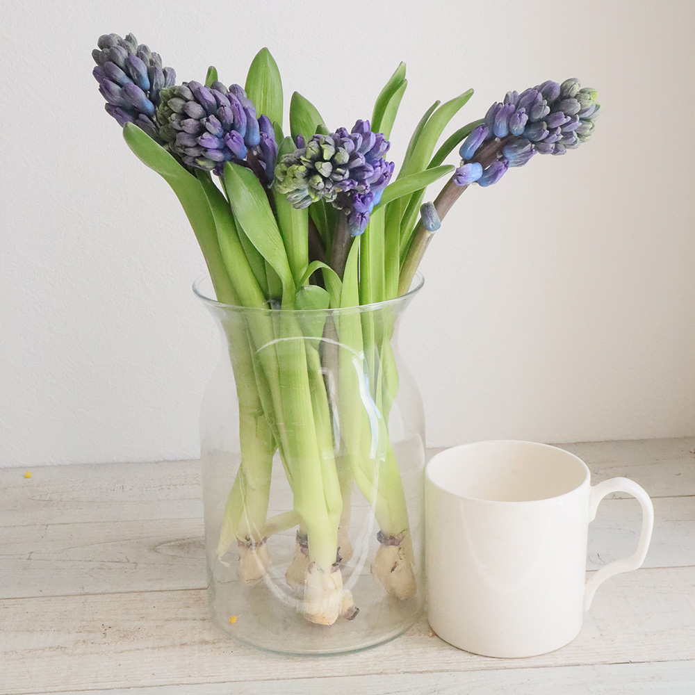 直前 ヒヤシンス 青系 デルフトブルーなど 生花 通販 はなどんやアソシエ 直前 ヒヤシンス 青系 デルフトブルーなど 生花 通販 はなどんやアソシエ