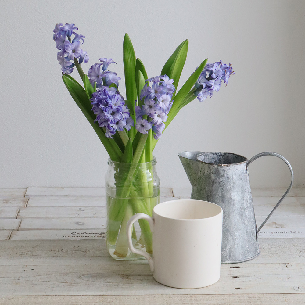 直前 ヒヤシンス 青系 デルフトブルーなど 生花 通販 はなどんやアソシエ 直前 ヒヤシンス 青系 デルフトブルーなど 生花 通販 はなどんやアソシエ