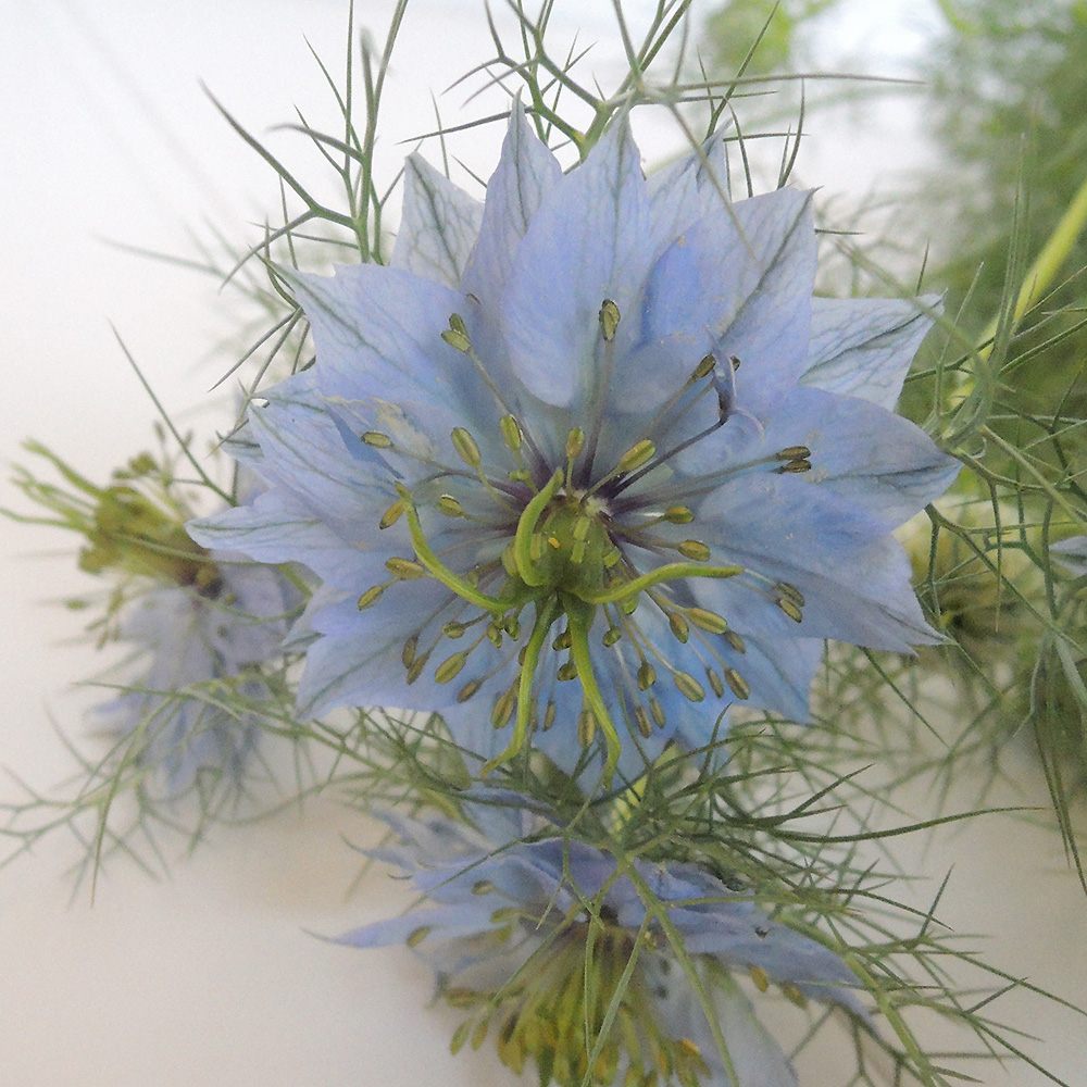 ニゲラ ブルー 通販 はなどんやアソシエ ニゲラ ブルー 通販 はなどんやアソシエ