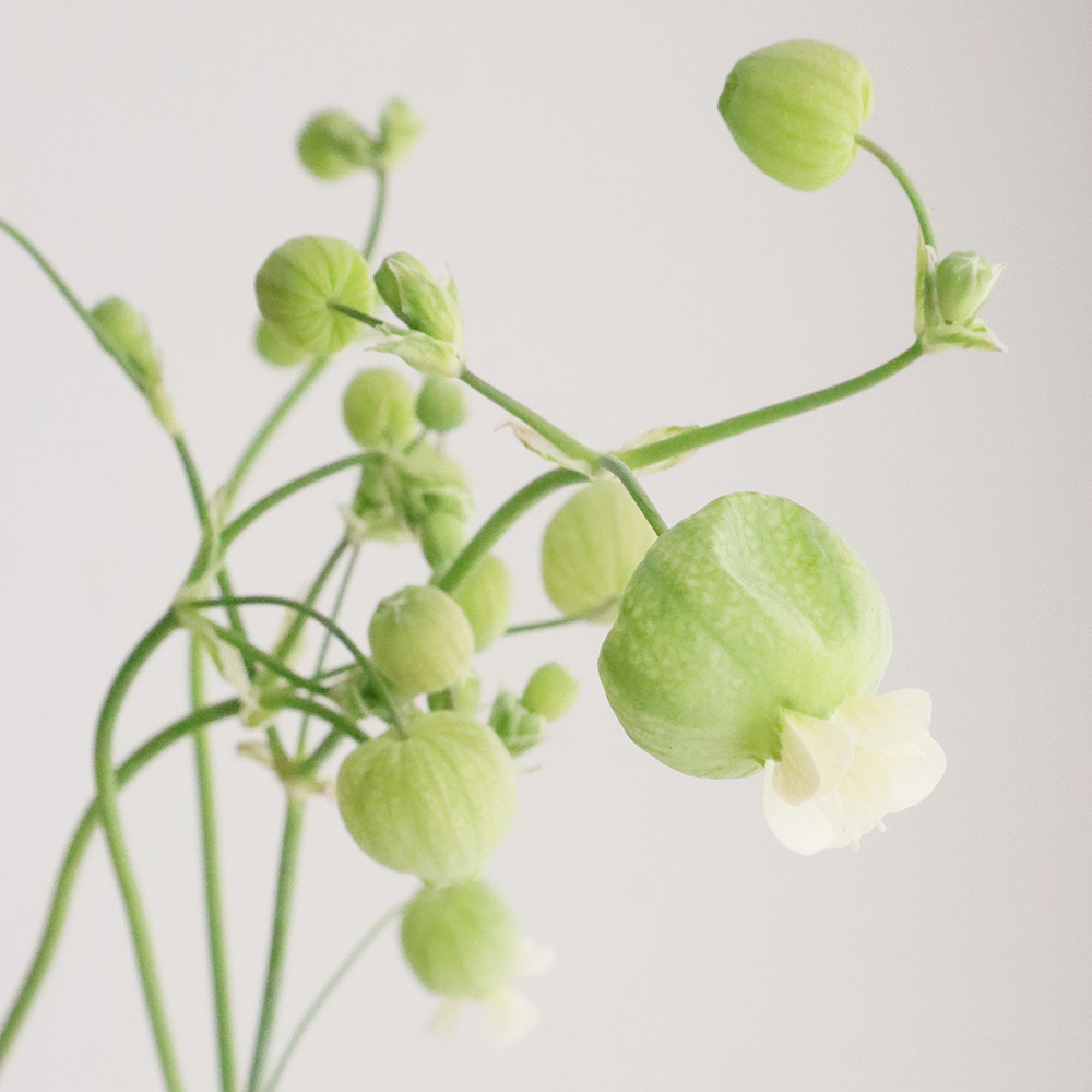 生花 シレネ グリーンベル 通販 はなどんやアソシエ 生花 シレネ グリーンベル 通販 はなどんやアソシエ