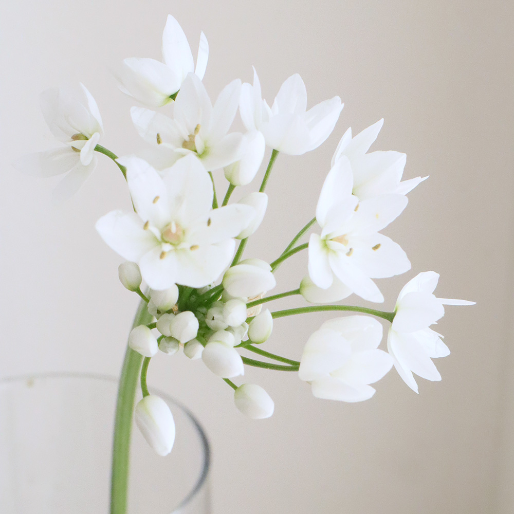 生花 アリウム コワニー 白 40cm Ot 通販 はなどんやアソシエ 生花 アリウム コワニー 白 40cm Ot 通販 はなどんやアソシエ