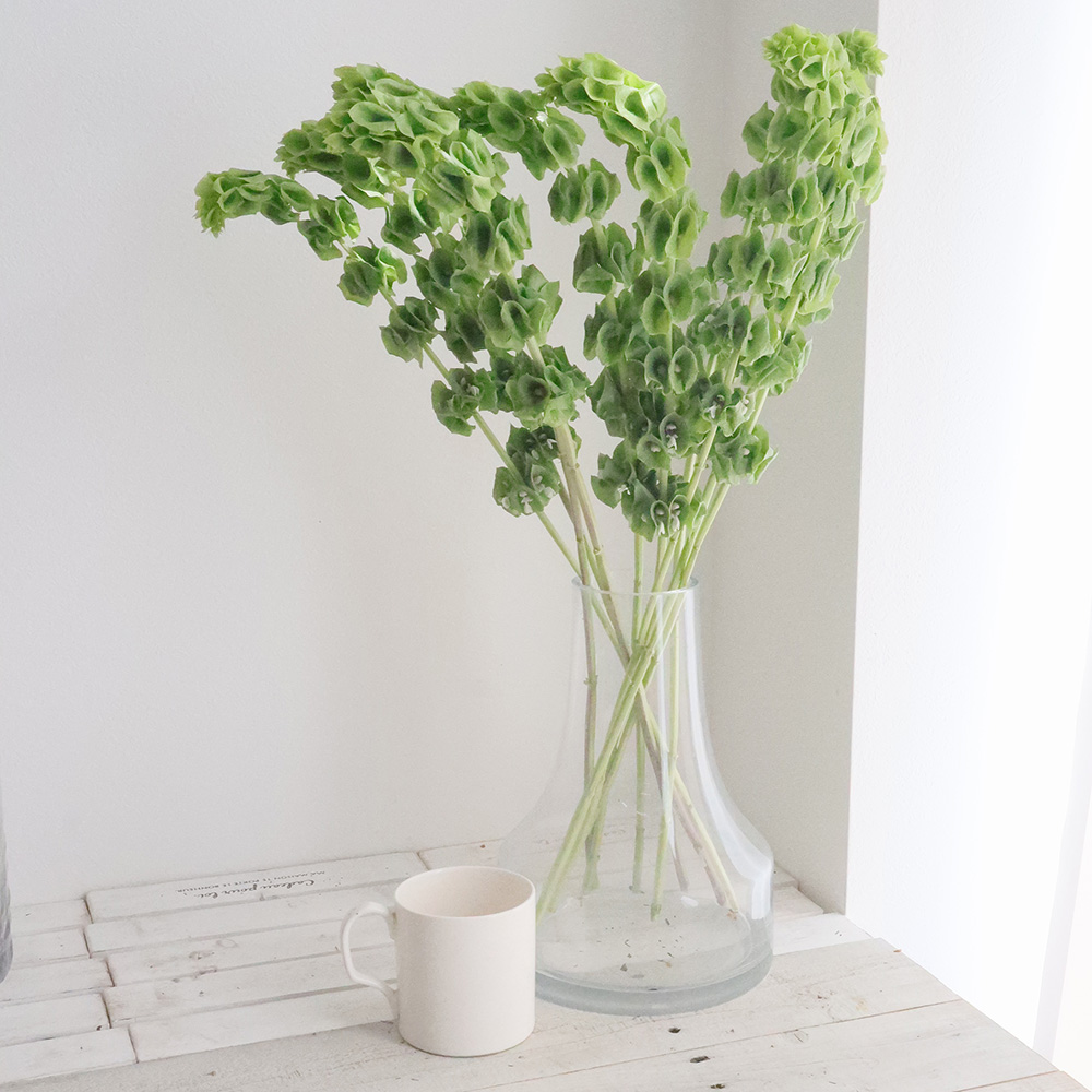 生花 モルセラ 70cm程度 Ja赤羽根など Ot 通販 はなどんやアソシエ 生花 モルセラ 70cm程度 Ja赤羽根など Ot 通販 はなどんやアソシエ