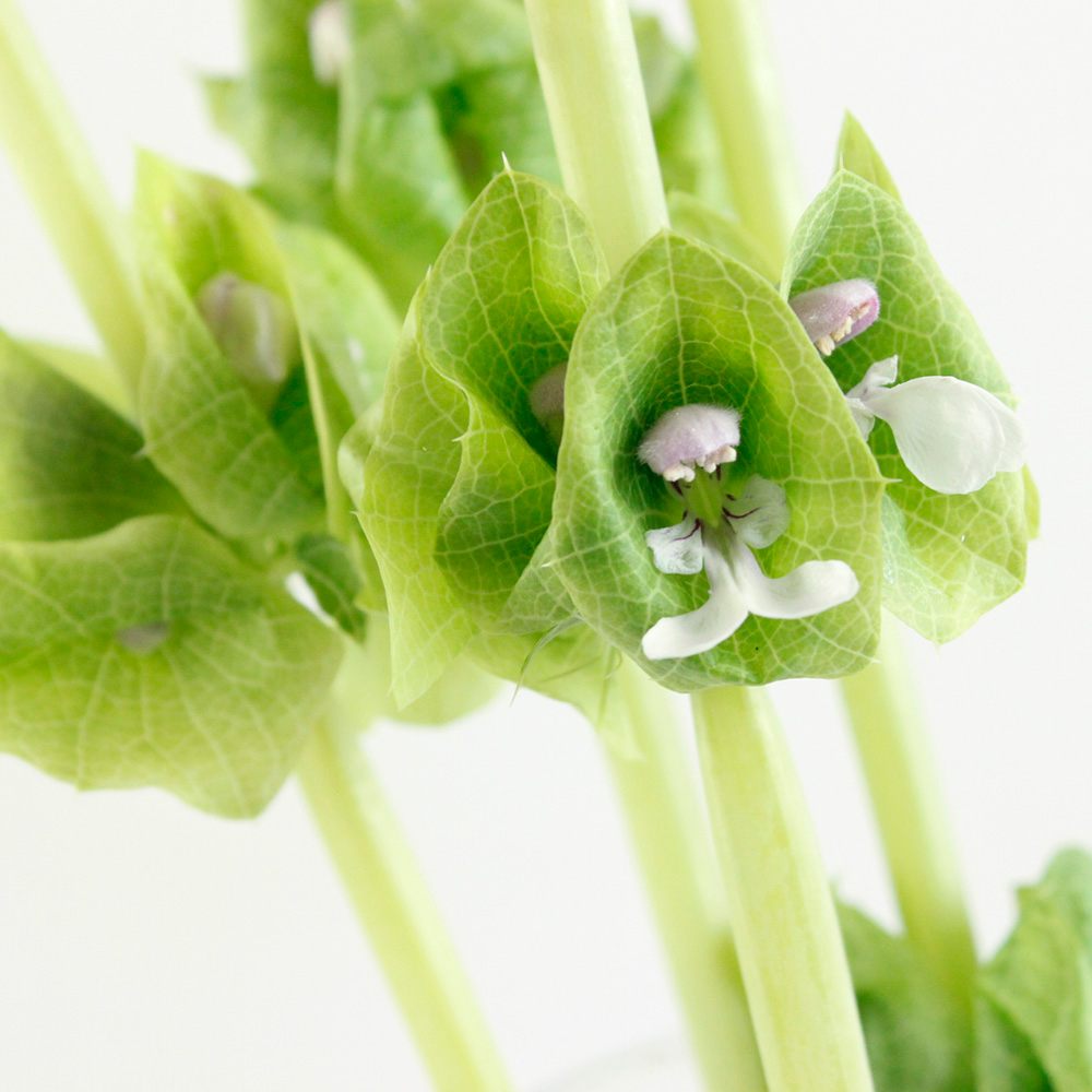 生花 モルセラ 70cm程度 Ja赤羽根など Ot 通販 はなどんやアソシエ 生花 モルセラ 70cm程度 Ja赤羽根など Ot 通販 はなどんやアソシエ