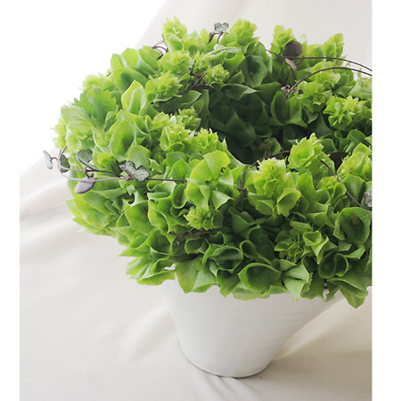 生花 モルセラ 70cm程度 Ja赤羽根など Ot 通販 はなどんやアソシエ 生花 モルセラ 70cm程度 Ja赤羽根など Ot 通販 はなどんやアソシエ