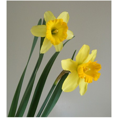 生花 ラッパ水仙 フォーチュン 黄色 リップ黄色 ボリューム割引 通販 はなどんやアソシエ 生花 ラッパ水仙 フォーチュン 黄色 リップ黄色 ボリューム割引 通販 はなどんやアソシエ