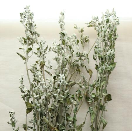 ドライ J Flow シルバーキャット 束約5本 Red 6a 通販 はなどんやアソシエ