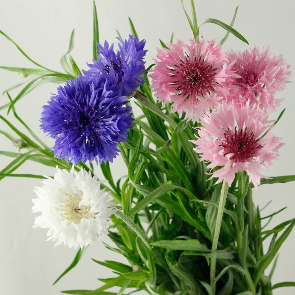 輪花 Meissen x adidas Originals ZX 10000 C Release Info | Hypebeast