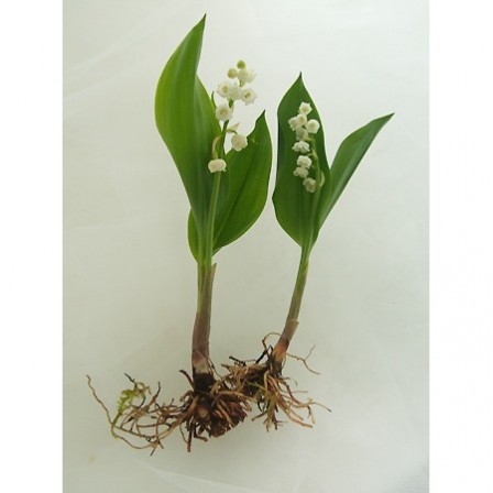 生花 北信州みゆきのすずらん 根つき 早締切 74 通販 はなどんやアソシエ 生花 北信州みゆきのすずらん 根つき 早締切 74 通販 はなどんやアソシエ