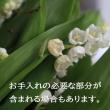 【直前!】すずらん(根つき) 群馬県【生花】