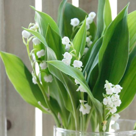 【生花/予約】北信州みゆきのすずらん(根つき)【届日限定:3/12-16】