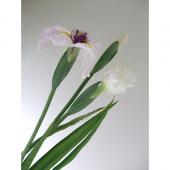 1048 七宝 花 菖蒲 詳細不明 1048 七宝 花 菖蒲 詳細不明（1048 七宝 花 菖蒲 詳細不明）