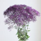 ※販売期間外※【生花】夕霧草（濃い紫系）コーリンパープルなど　60cm程度 【OT】