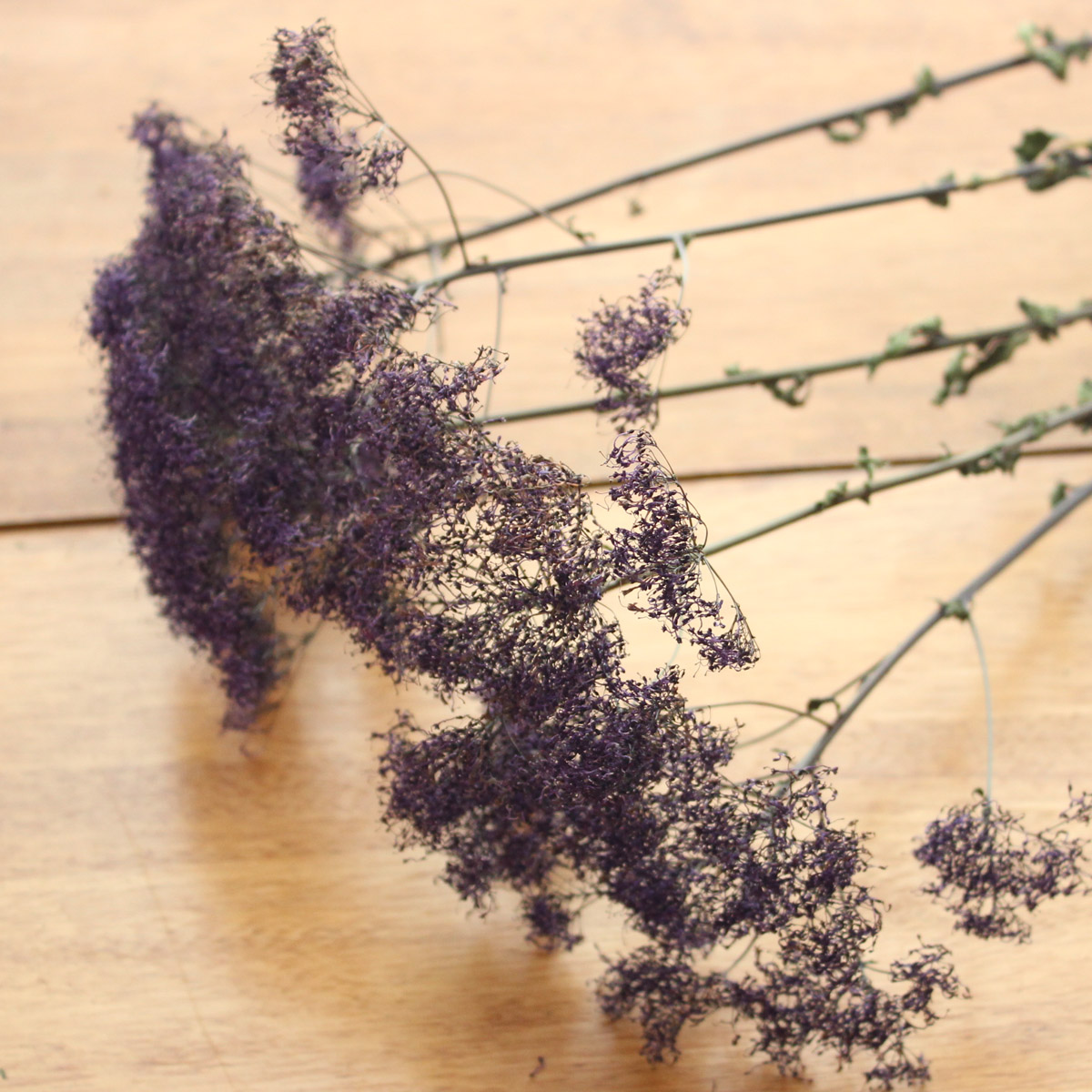 40OFF◎【ドライ】J・flow/夕霧草(パープル)束3-5本 【S1-22】 - 花材